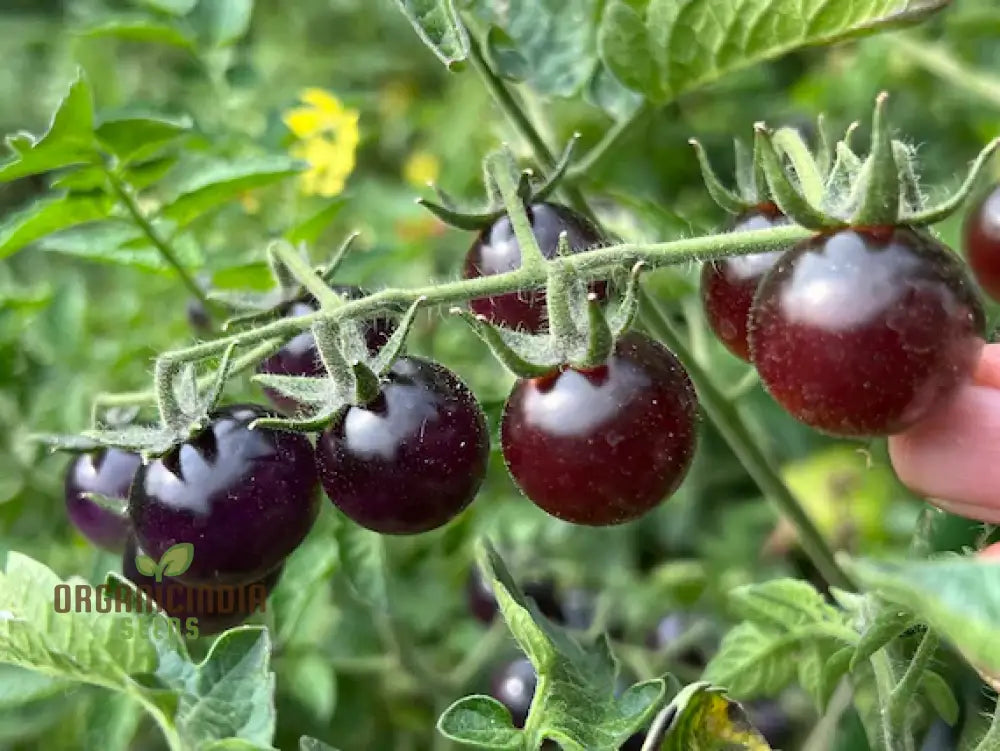Close-Up of Indigo Blue Berries Tomatoes, Deep Blue Purple Fruit