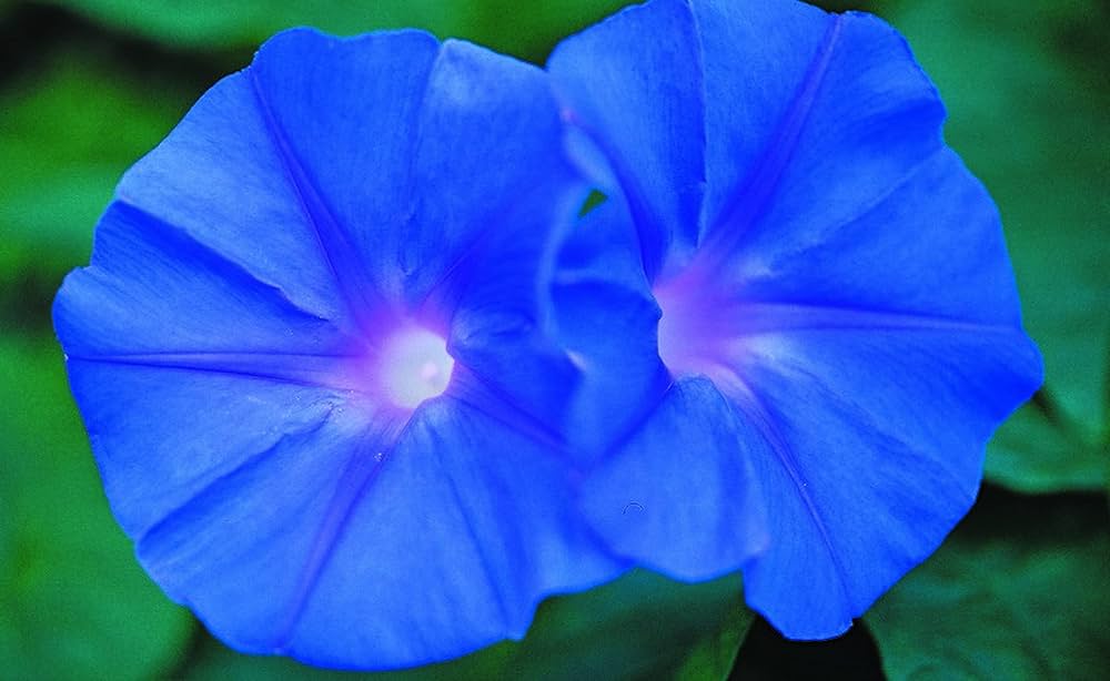 Indigo Blue Petunia Seeds, Easy-to-Grow Vibrant Flowers
