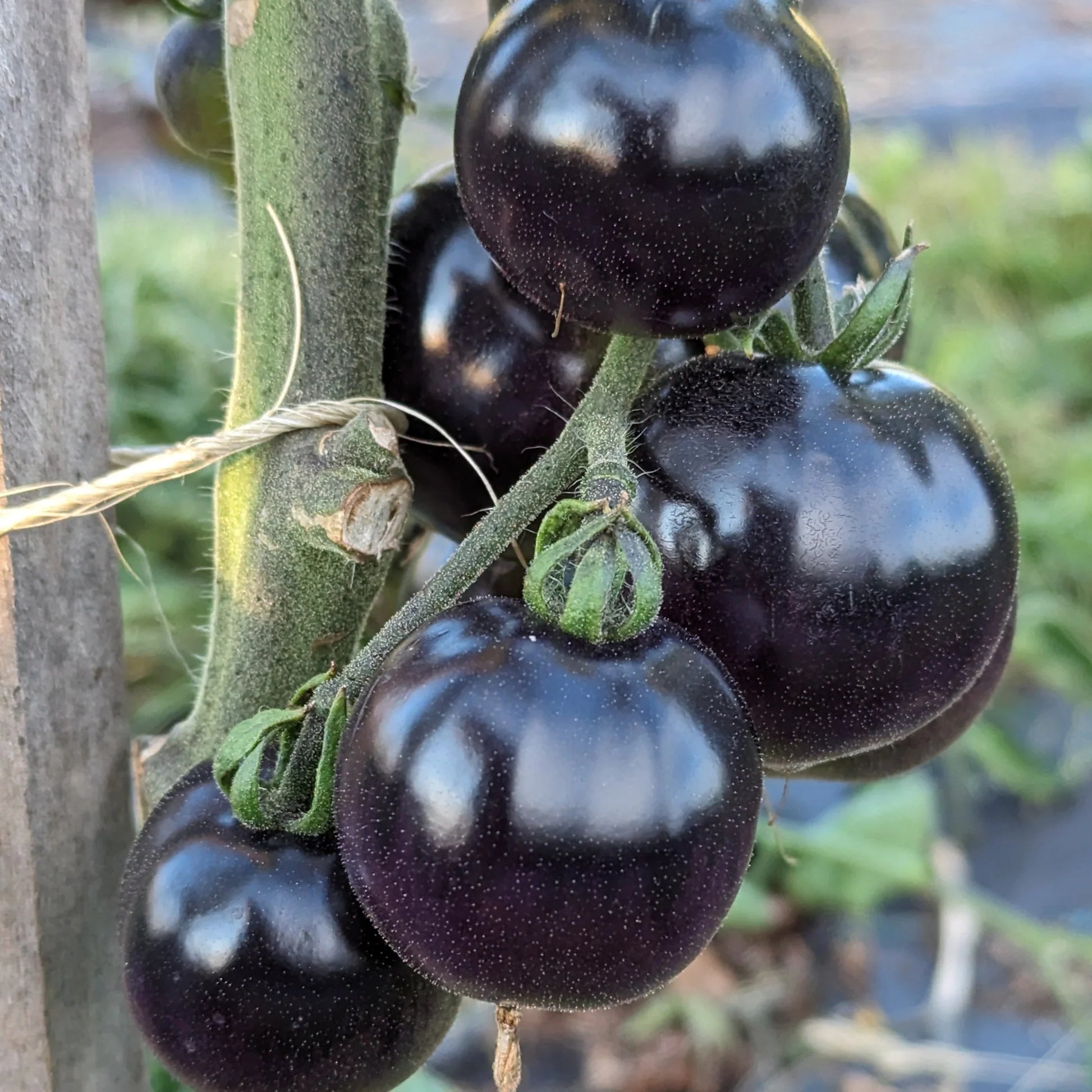 Indigo Rose Tomato Plant from Heirloom Organic Seeds