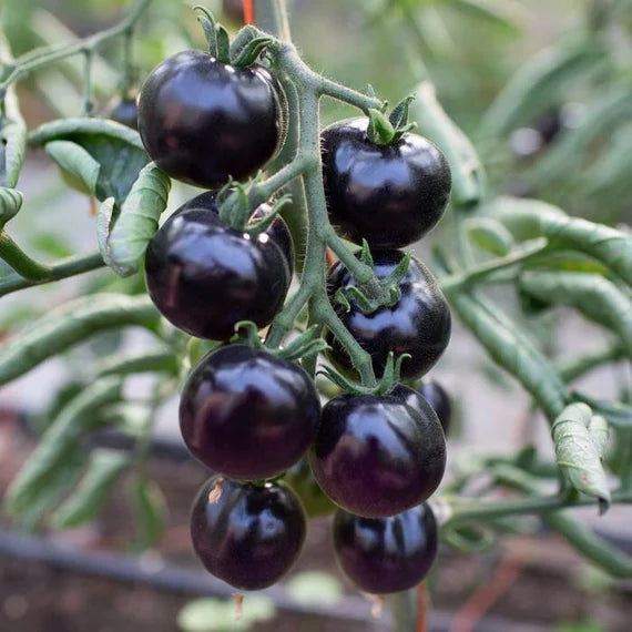 Indigo Rose Tomato Seeds Heirloom Organic Deep Purple Variety