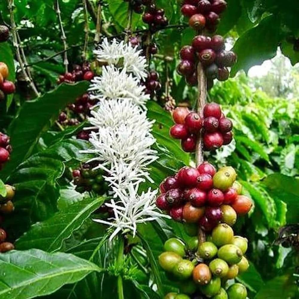 アラビカコーヒーの木の種 | organicindiaseeds