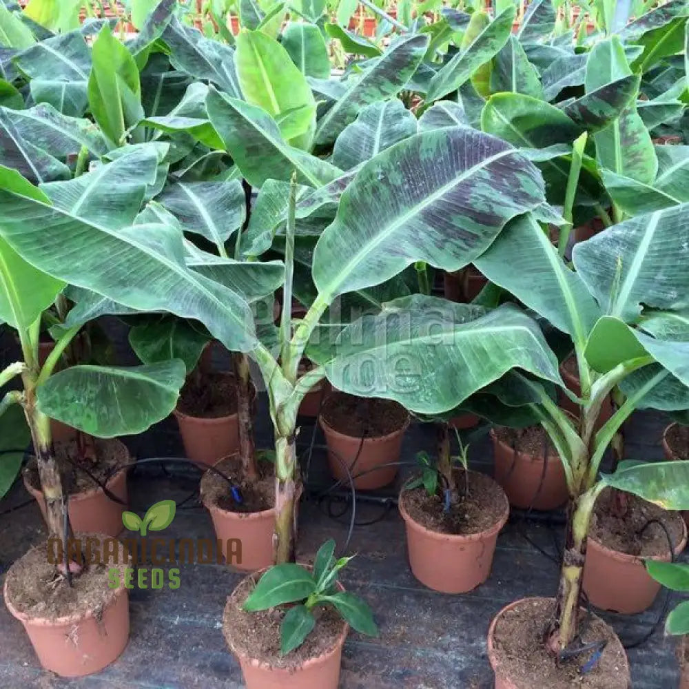 Indoor banana tree seeds for decorative gardening