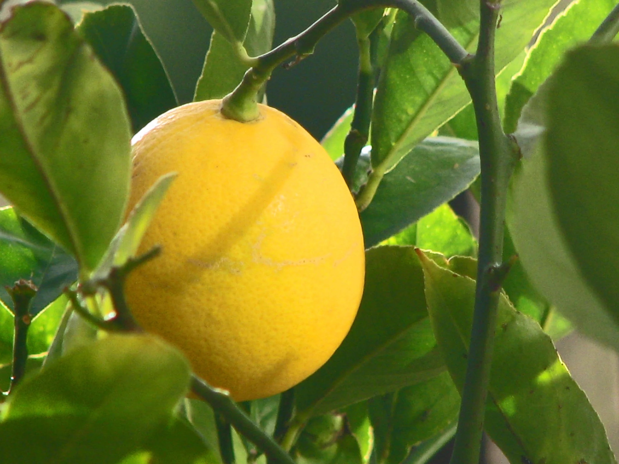 Meyer Lemon tree growing indoors in a decorative container