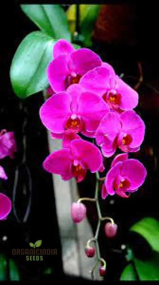 Indoor orchid planting seeds for beginners