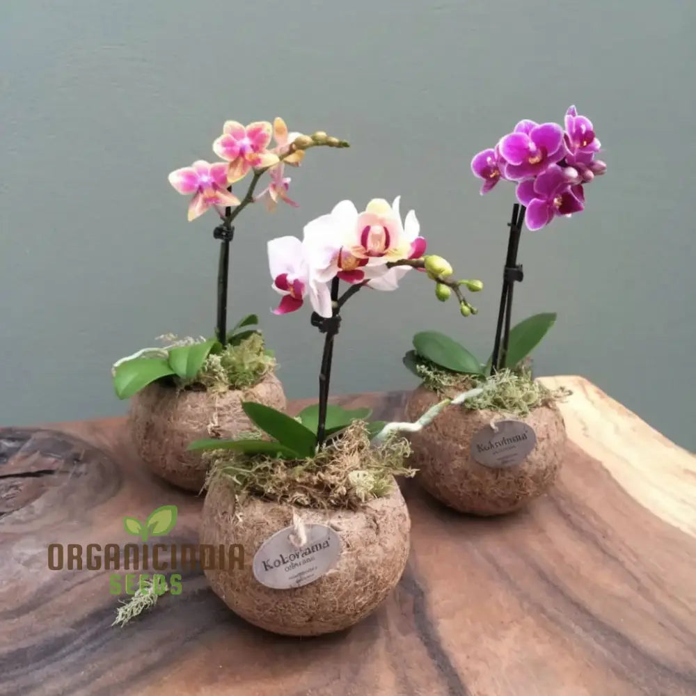 Mini Orchid Plant on Windowsill Display
