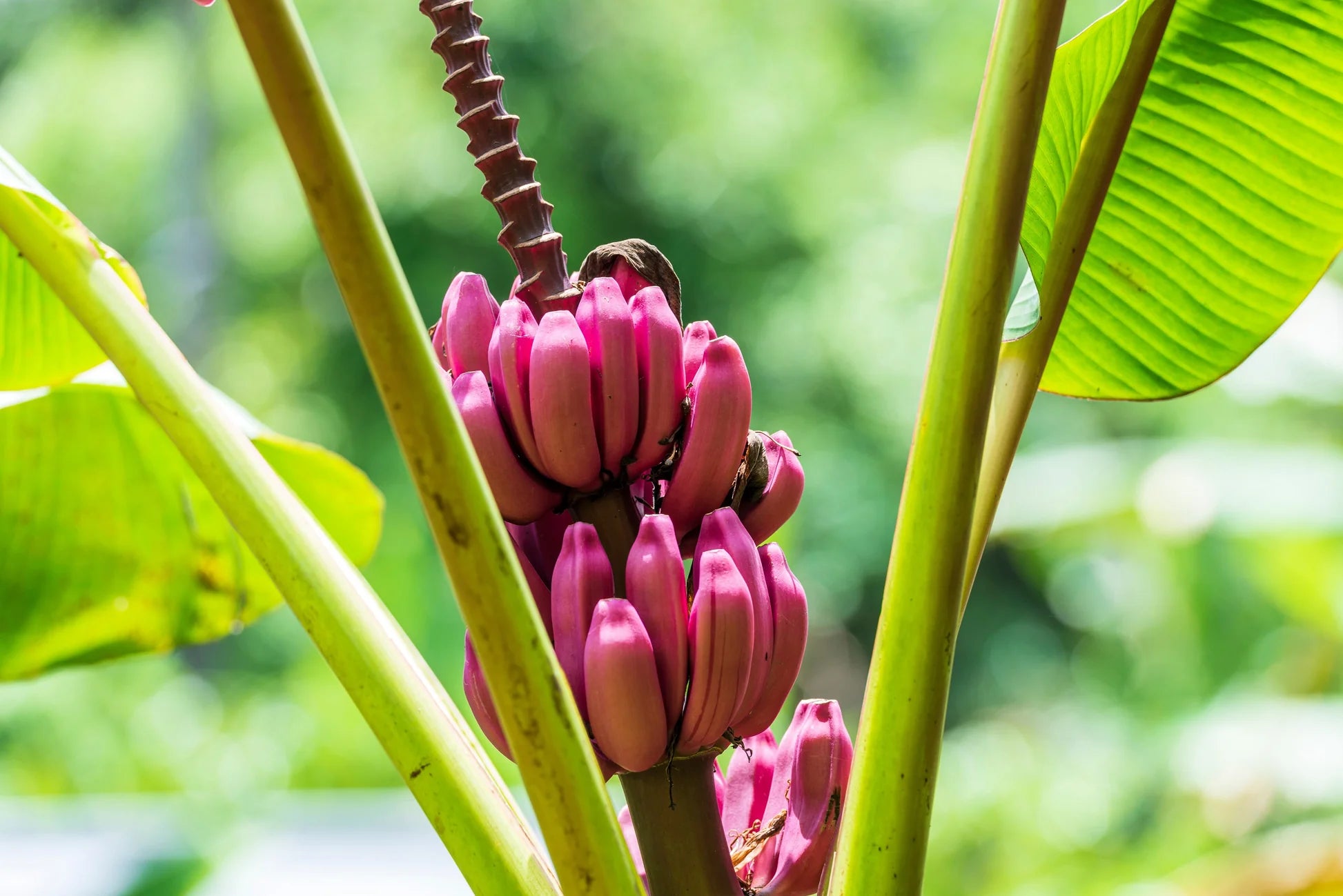 Dwarf Pink Banana Plant Growing Indoors in Pot