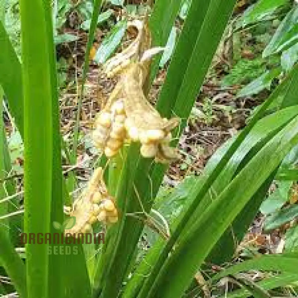 Iris Foetidissima â€™String Of Pearlsâ€™ Seeds - Exotic Gardening Perennial For Vibrant Gardens