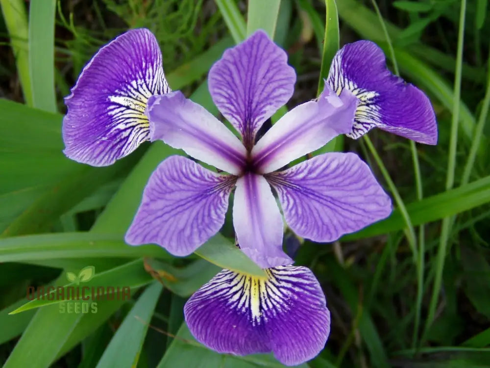 Iris Versicolor Seeds â€“ Elevate Your Gardening Experience With Elegant Vibrant Blooms!