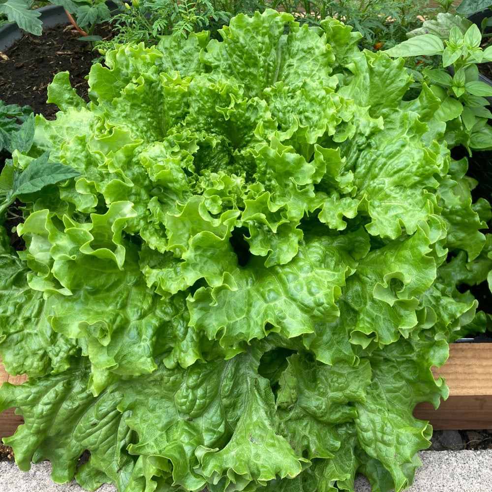Isira Split Pills Lettuce Plants in Garden Bed from Seeds