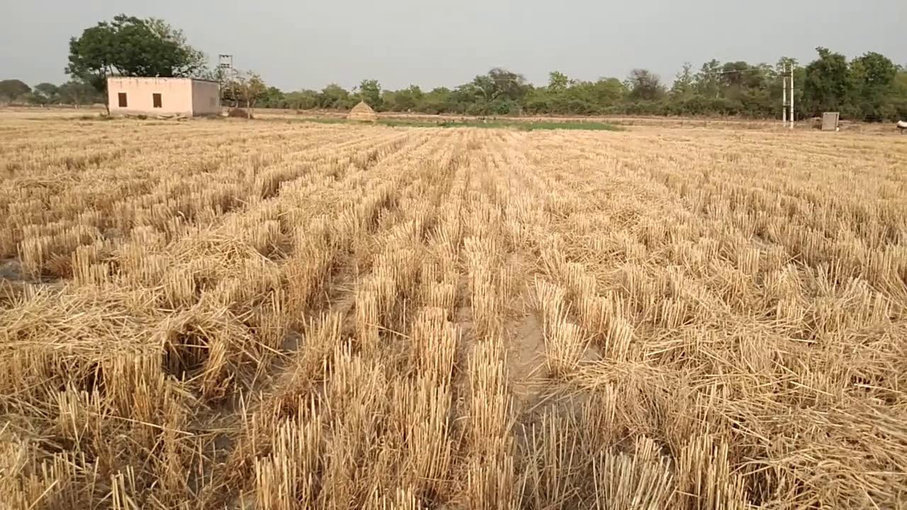 Closeup of Israel Wheat Grass Grown from Seeds, Vibrant Green Healthy Blades