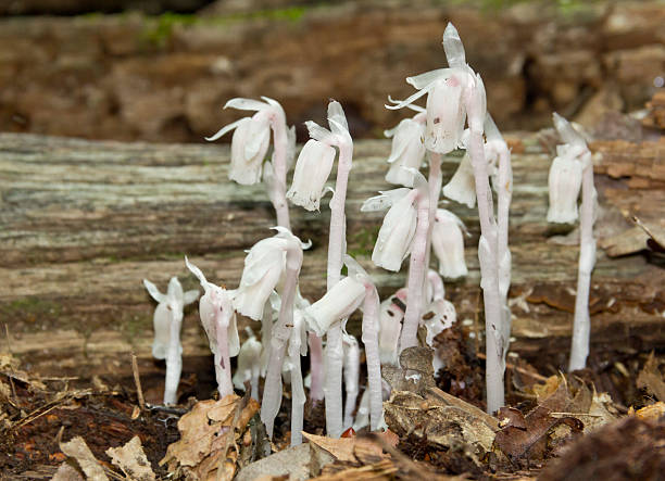 Semi di Monotropa Uniflora - Coltiva il Enigmatico Fiore Indian Pipe nel Tuo Giardino