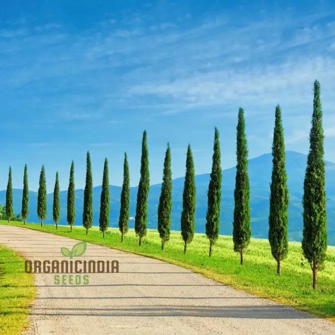 Italian Cypress Narrow Columnar Tree Seeds Cupressus Sempervirens Stricta (100Pcs)