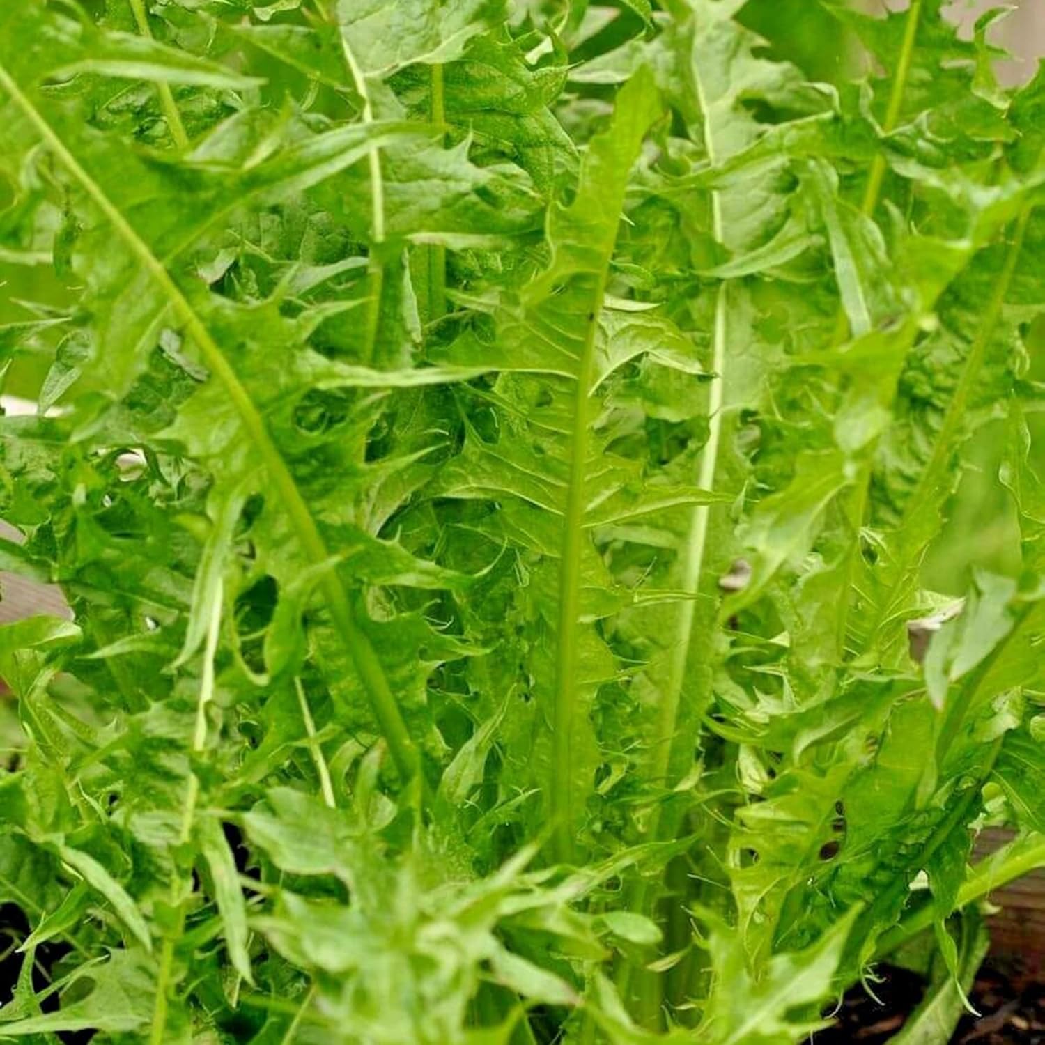 Fresh Italian Dandelion Leaves from Seeds, Culinary Salad Greens