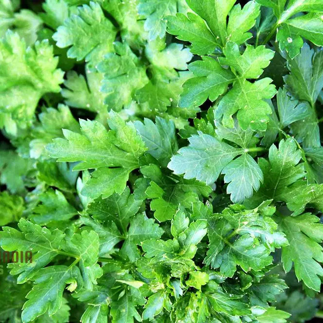 Lush Italian Giant Parsley Plant from Seeds, Home Garden Herb