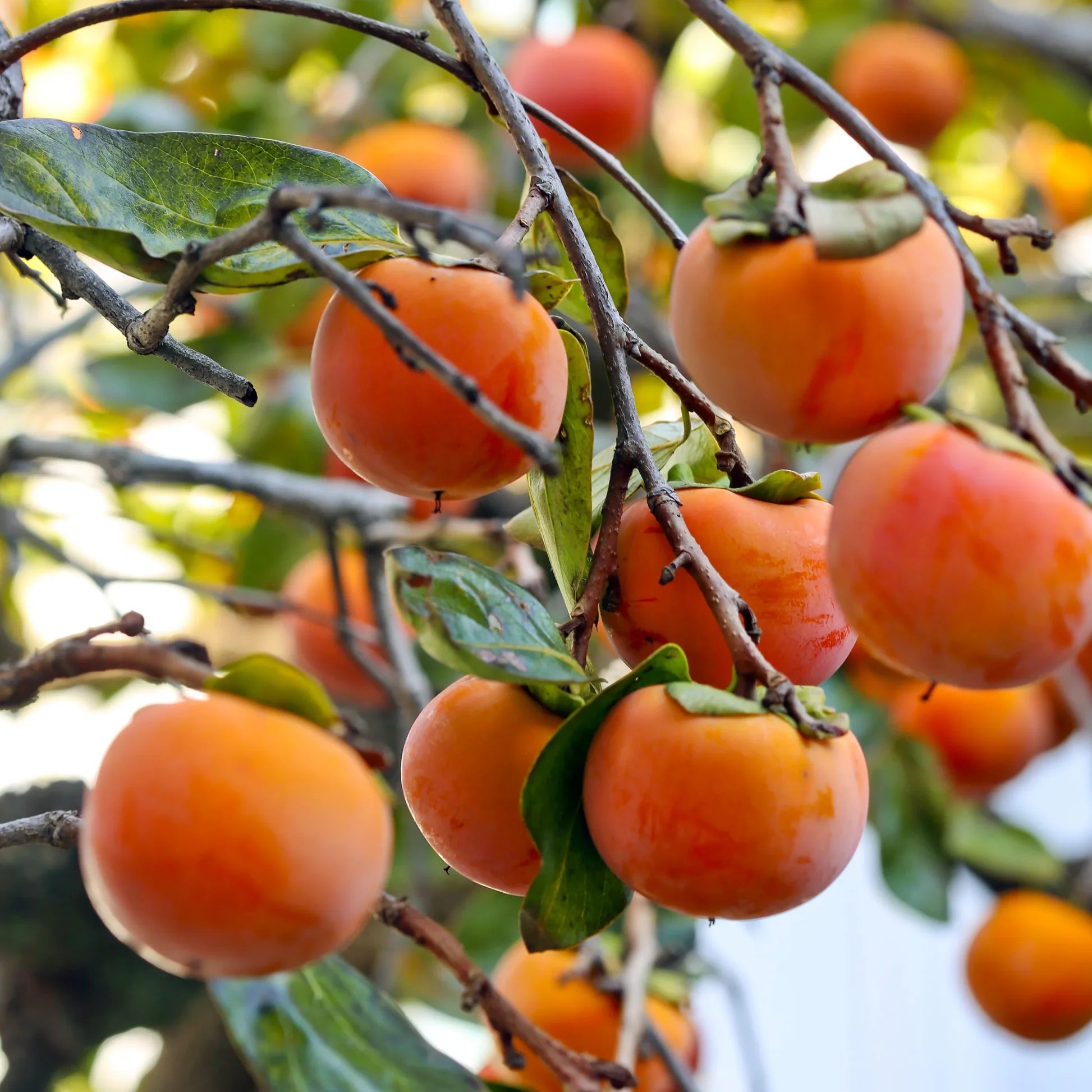 Italian Persimmon Tree – Ornamental Fruit Tree for Gardens