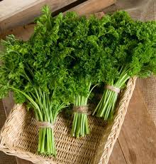 Italian Flat-Leaf Parsley Used in Cooking – Fresh Garden Herb