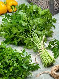 Harvesting Italian Flat-Leaf Parsley Seeds Plants – Fresh Aromatic Herb