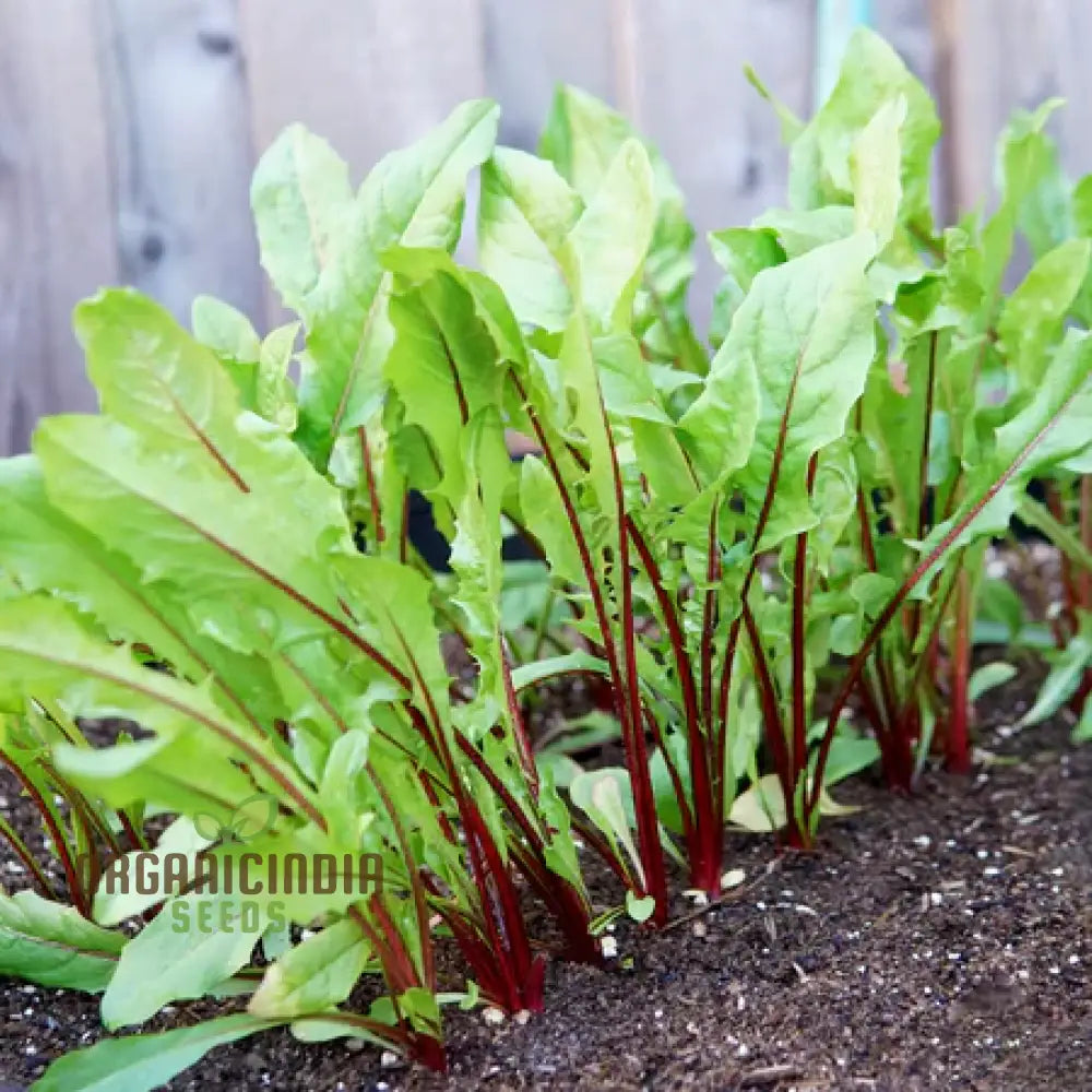 Mature Chicory Italiko Rosso Plant from Seeds, Red Leaves