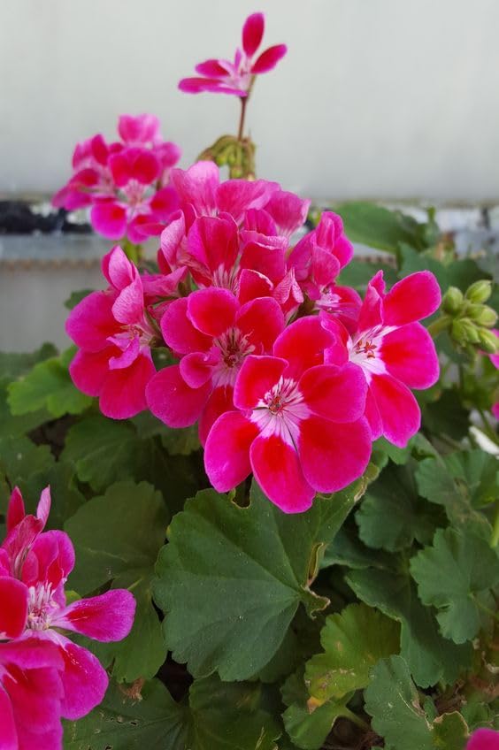 Ivy Geranium Seeds Ideal for Container and Outdoor Gardening