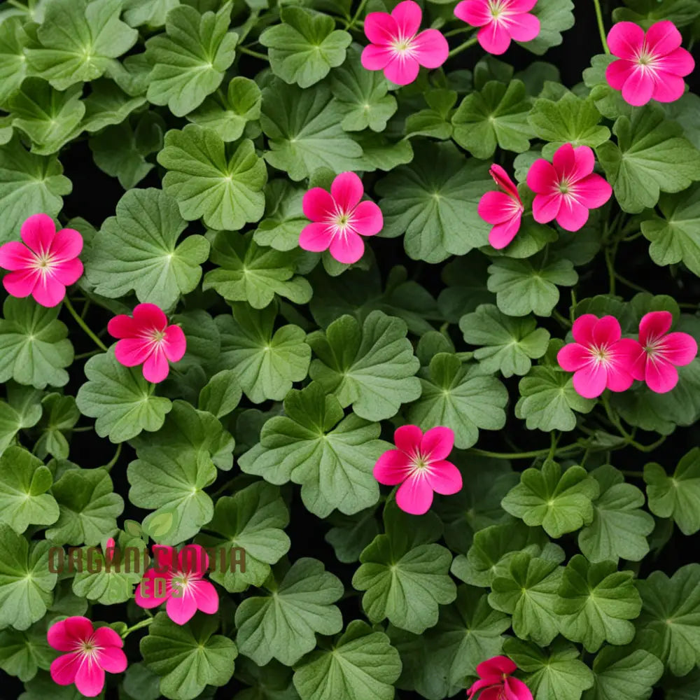 Ivy Geranium Seeds for Hanging Planters and Balcony Gardening