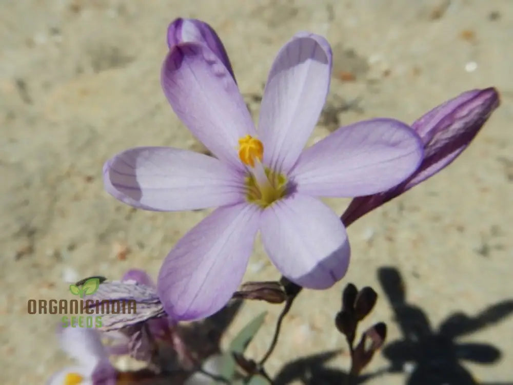 Ixia Thomasiae Seeds For Exquisite Blooms â€“ Elevate Your Gardening Experience With Unique And