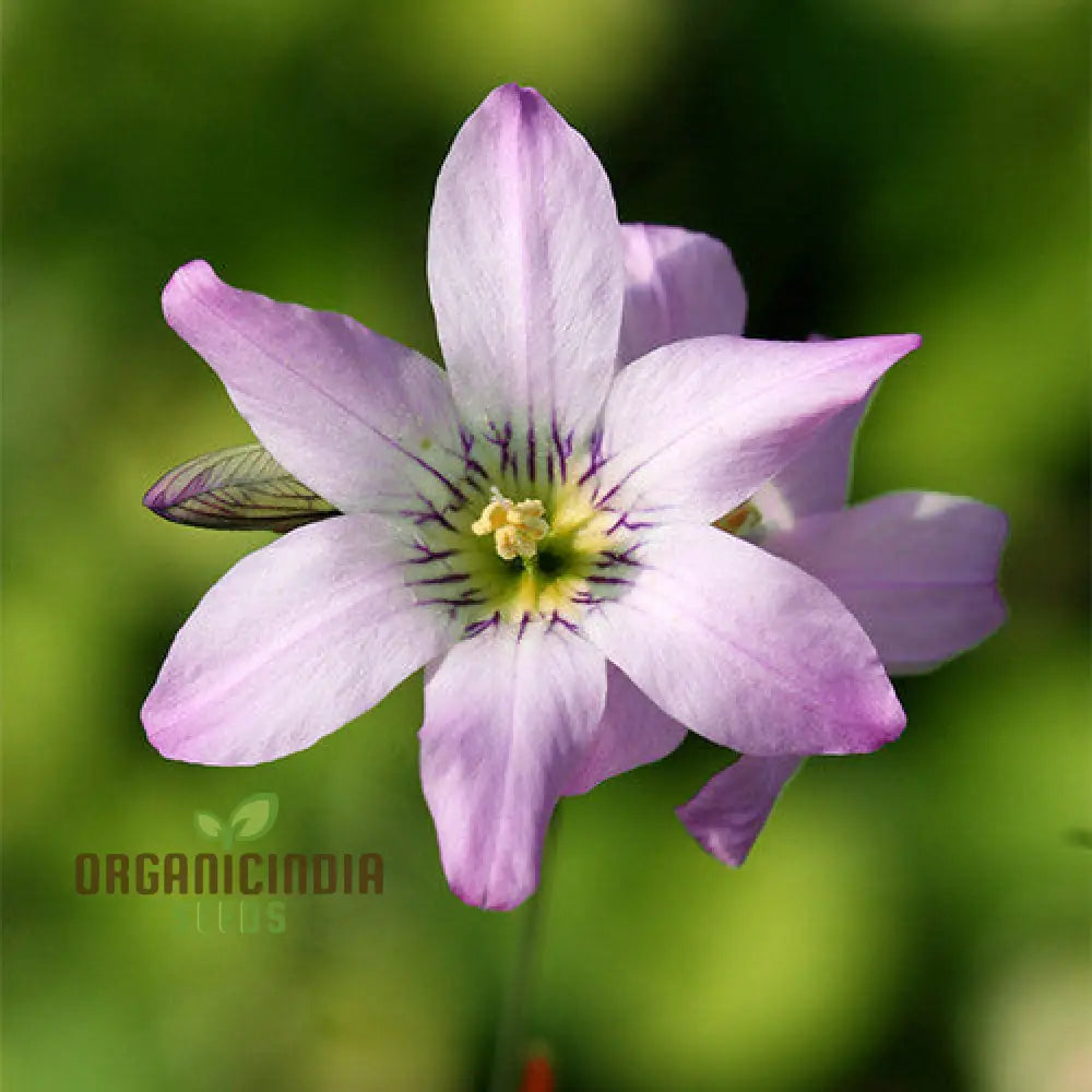 Ixia Thomasiae Seeds For Exquisite Blooms â€“ Elevate Your Gardening Experience With Unique And