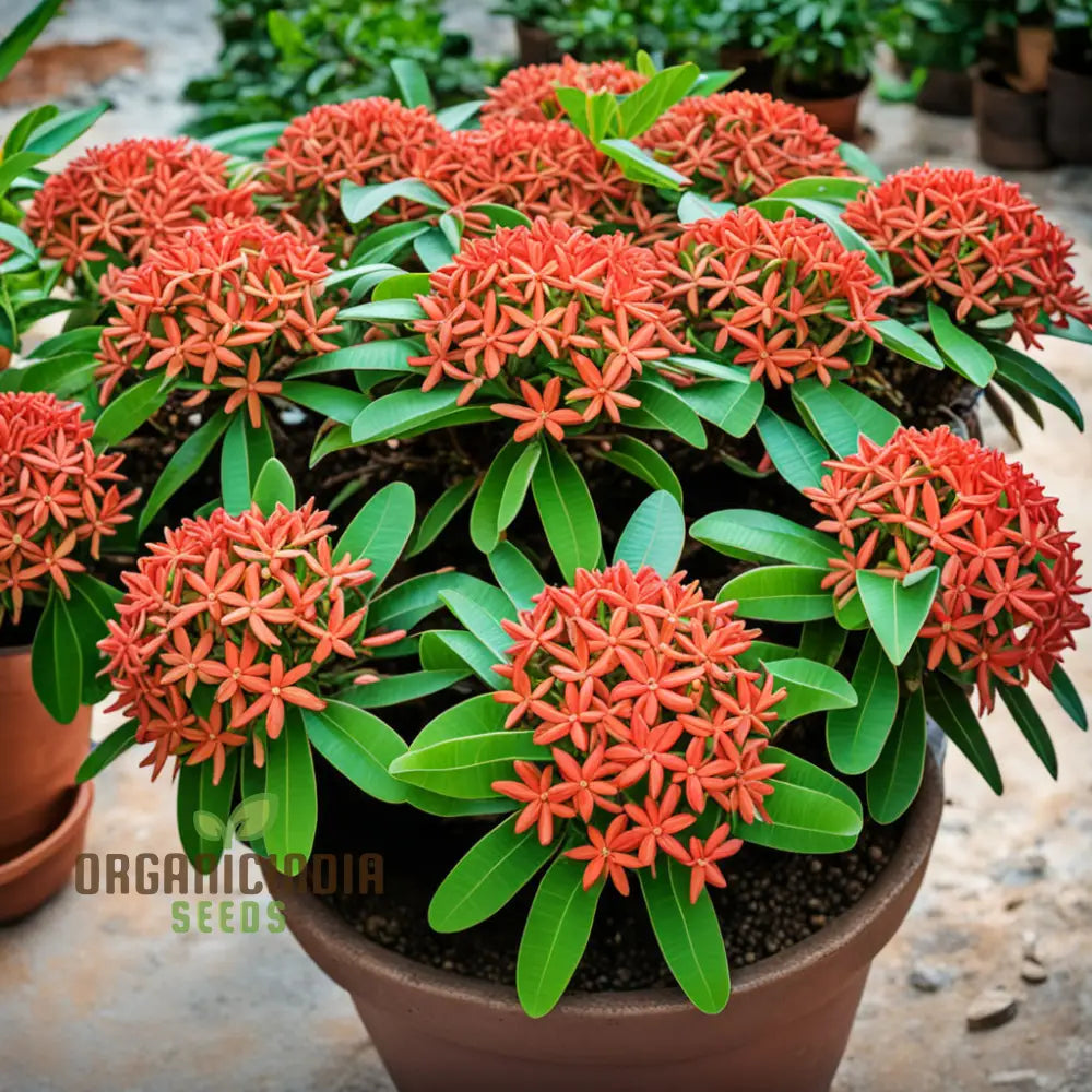 Ixora Blooming Flower Seeds for Ornamental Landscape Gardens