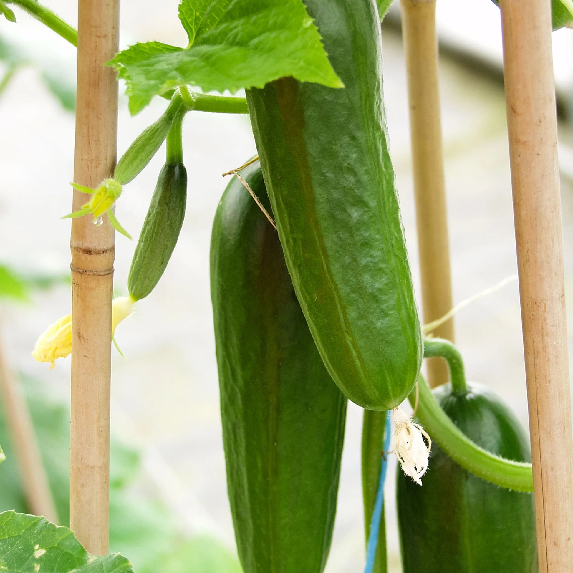 Healthy Iznik Cucumber Plant with Crisp Mini Cucumbers