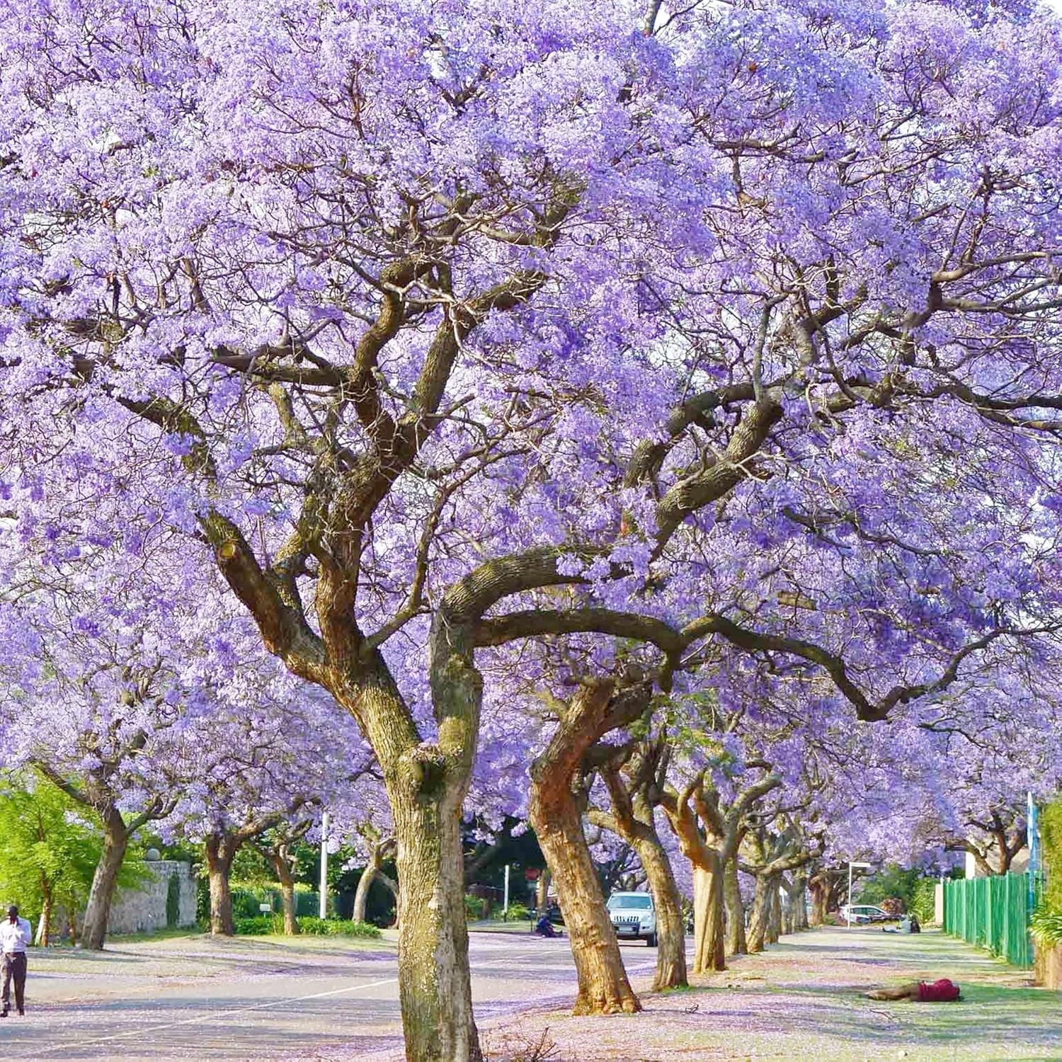 Blue Jacaranda Tree Seeds – Jacaranda mimosifolia Shade Tree