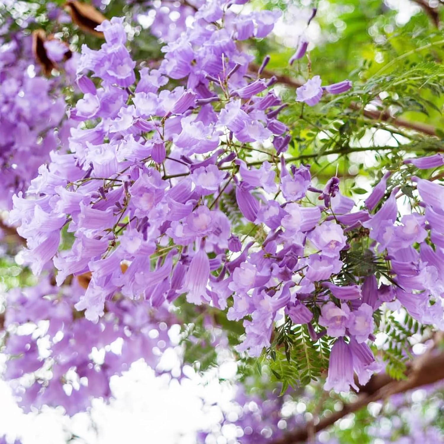 Jacaranda Mimosifolia Shade Tree in Garden Landscape