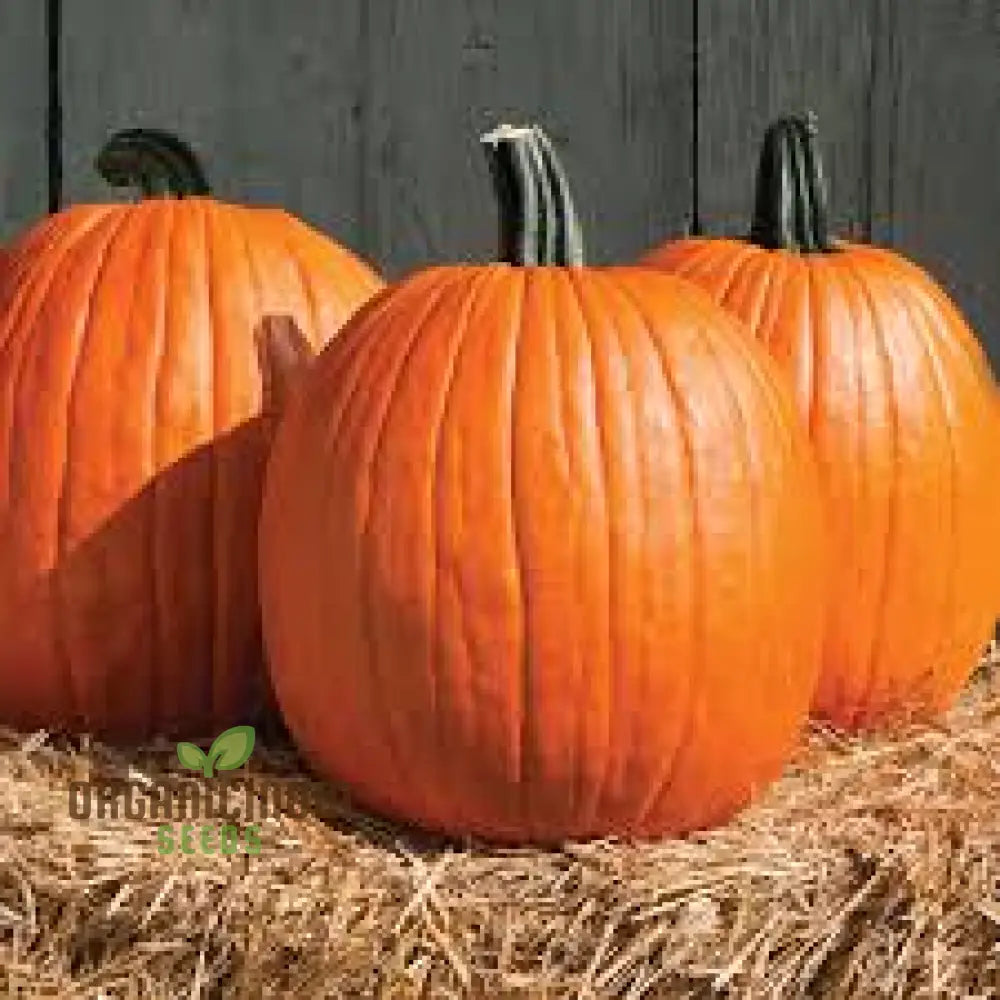 Jack Oâ€™lantern Pumpkin Seeds - Premium Quality For Gardening | Perfect Fall Decor