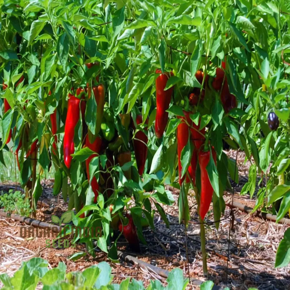 Mature Jalapeno Pepper Plant with Hot Peppers, Home Garden Seeds