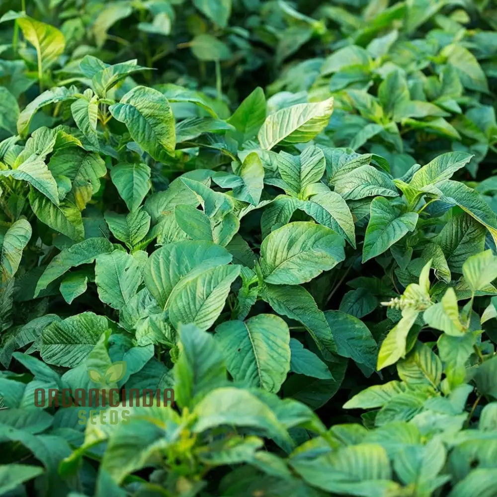Jamaican Callaloo Seeds for Planting, Non-GMO Leafy Vegetable Seeds