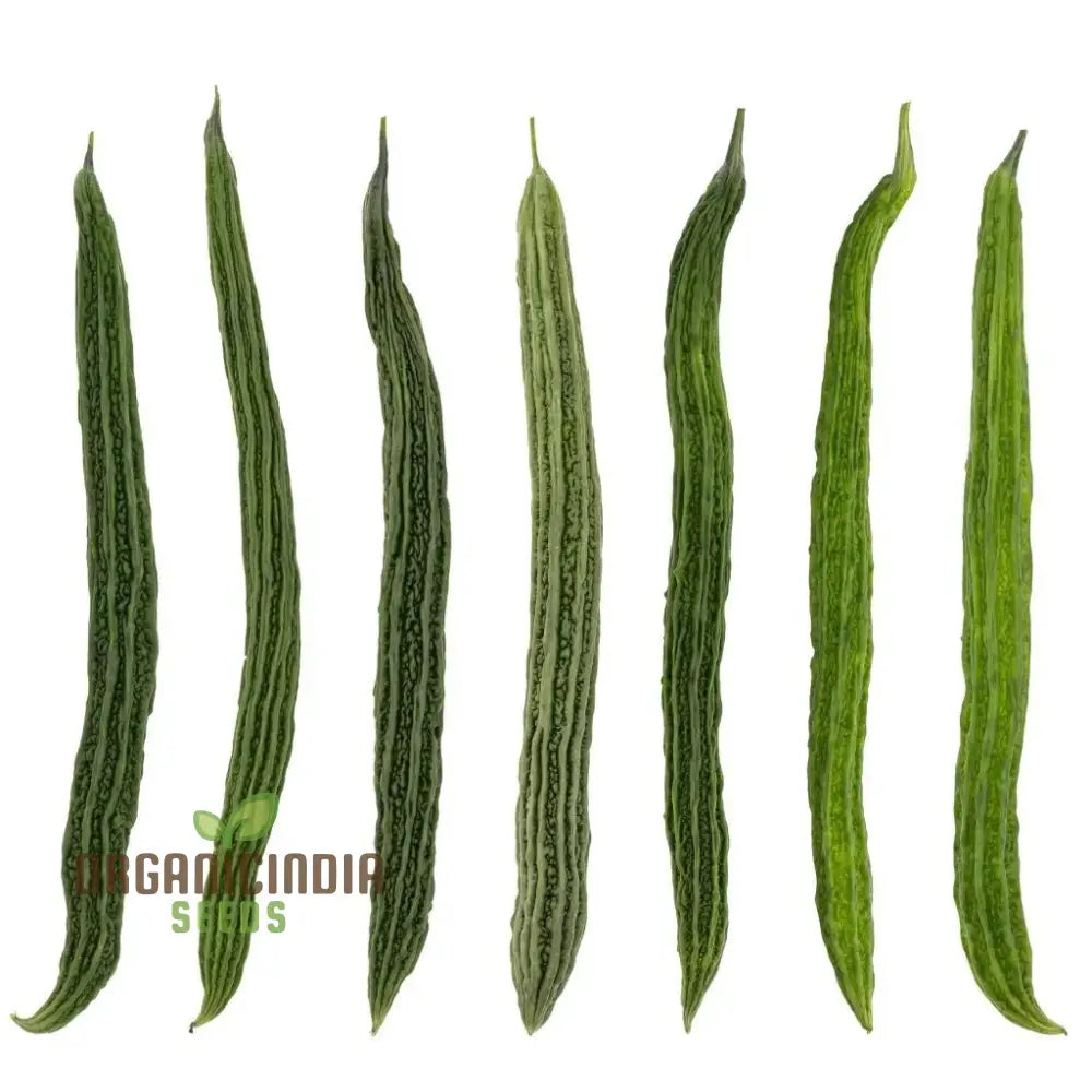 Japanese Long Bitter Melon Fruits from Seeds, Fresh Garden Harvest