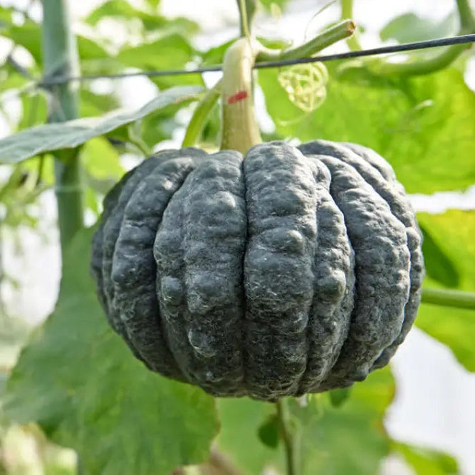 Japanese Black Pumpkin Seeds for Home Garden, Exotic Heirloom Pumpkin Seeds