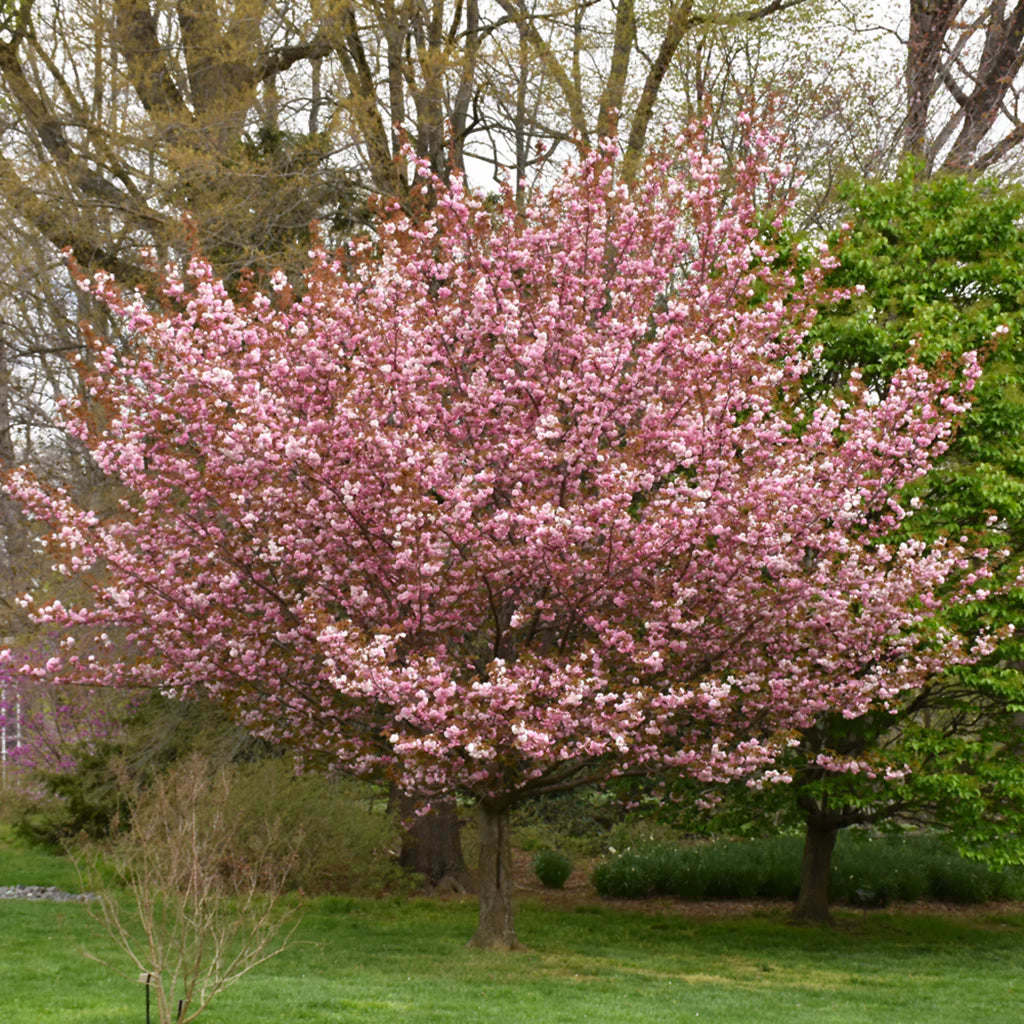 Japanese flowering cherry seeds for planting
