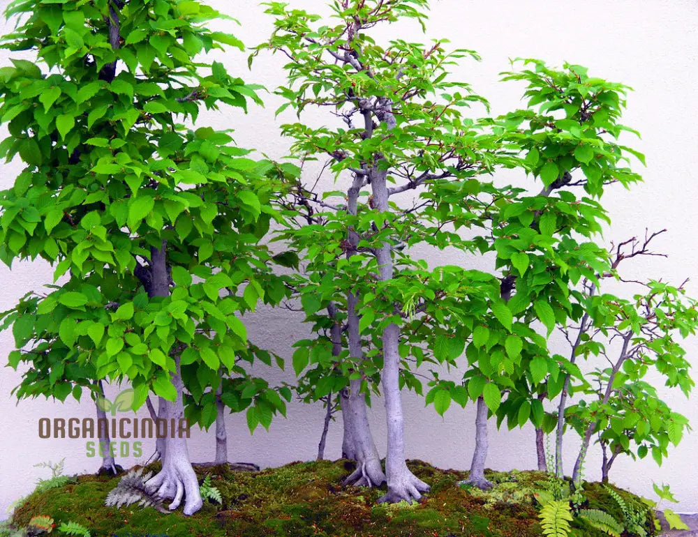 Japanese Hornbeam Seeds - Carpinus Laxiflora | Premium Quality Planting Guide Included Hardy Tree