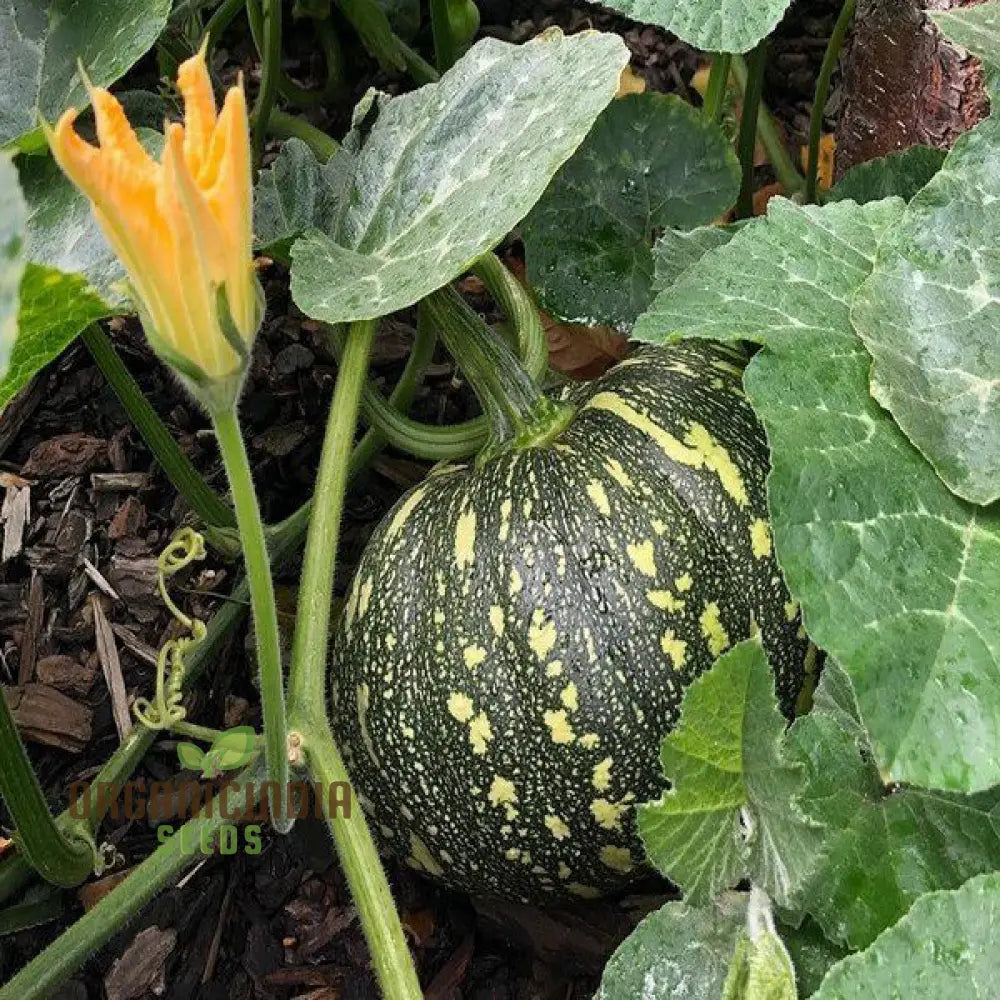 Mature Japanese Kent Plant from Seeds, Healthy Garden Growth