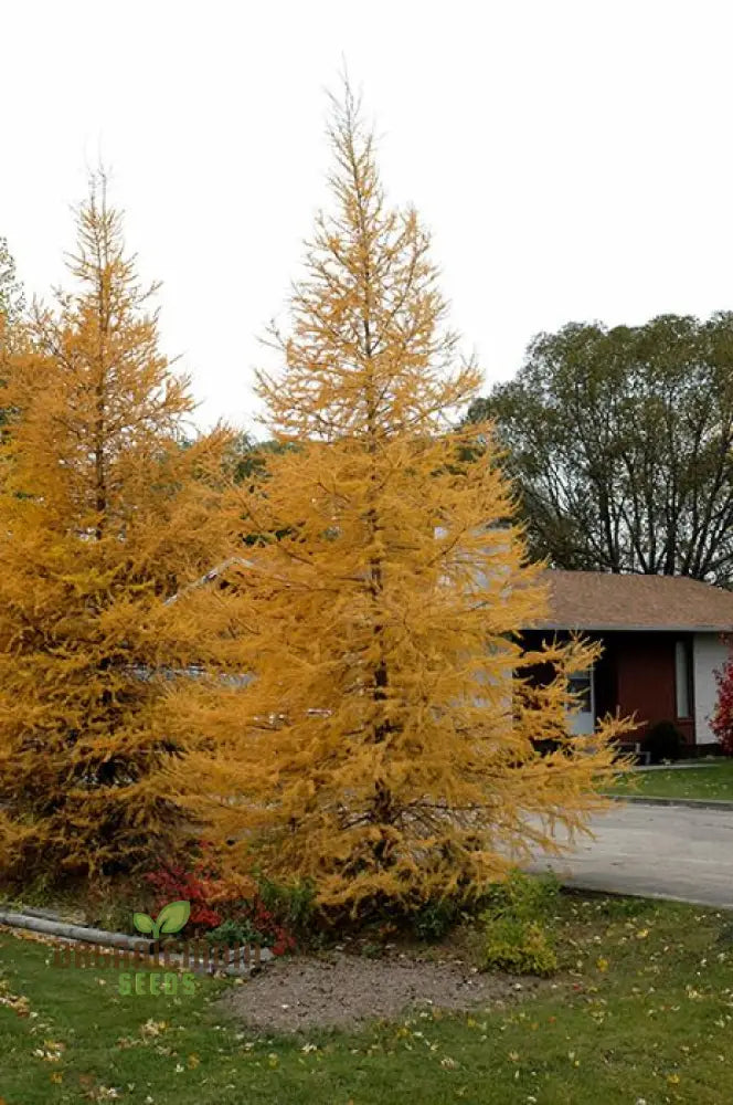 さく　レア　picea abies 唐松 larix kaempferi Larix kaempferi - Wikipedia