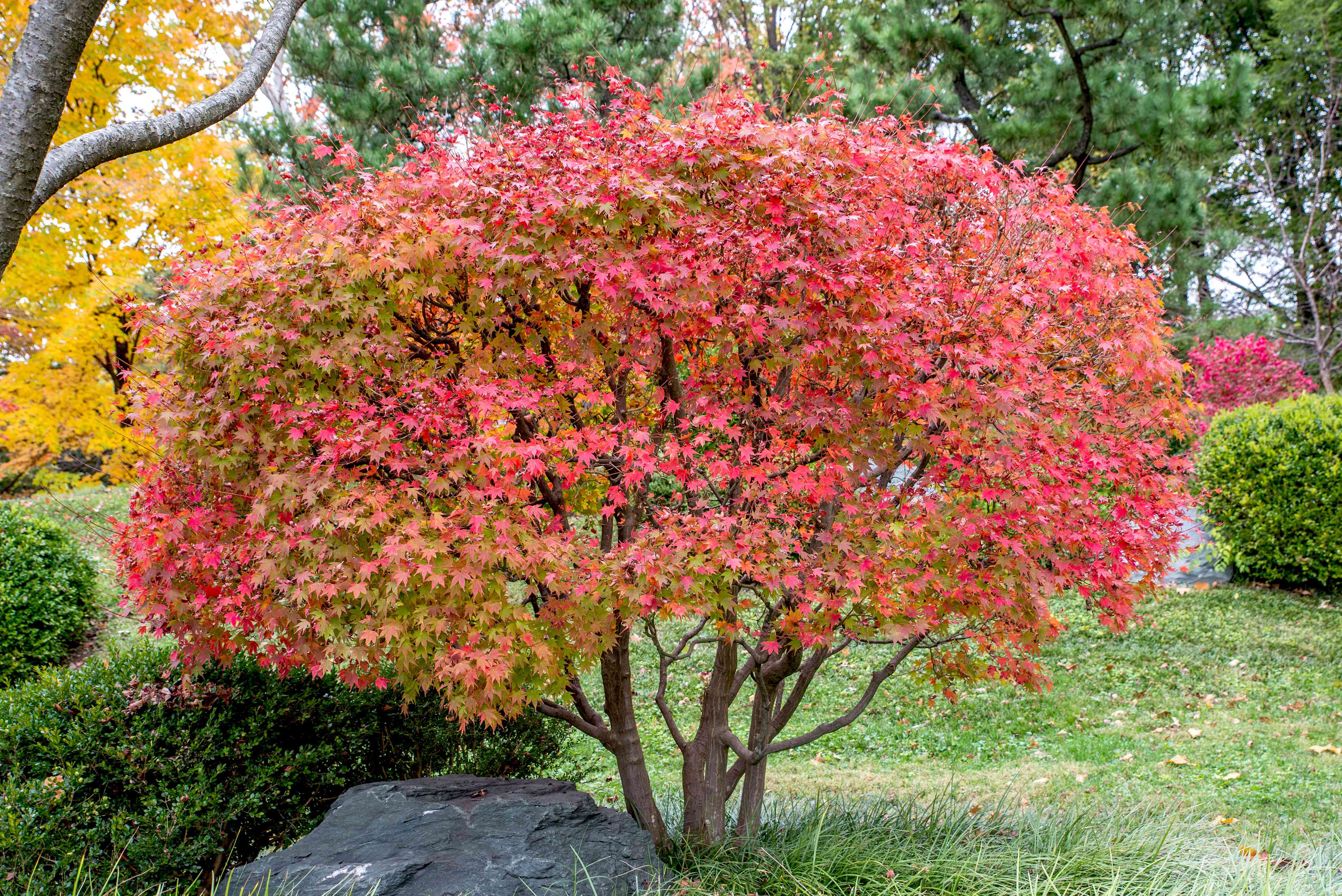 植えるための赤い日本のカエデの種 - 鮮やかな赤い葉と優雅な造園のための高品質園芸種子