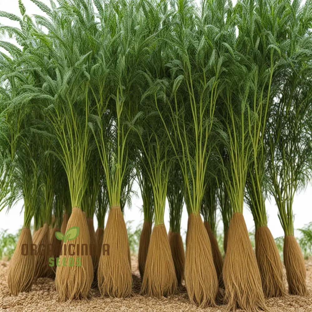 Japanese Millet Plant Growing in Container from Seeds, Home Garden Grain