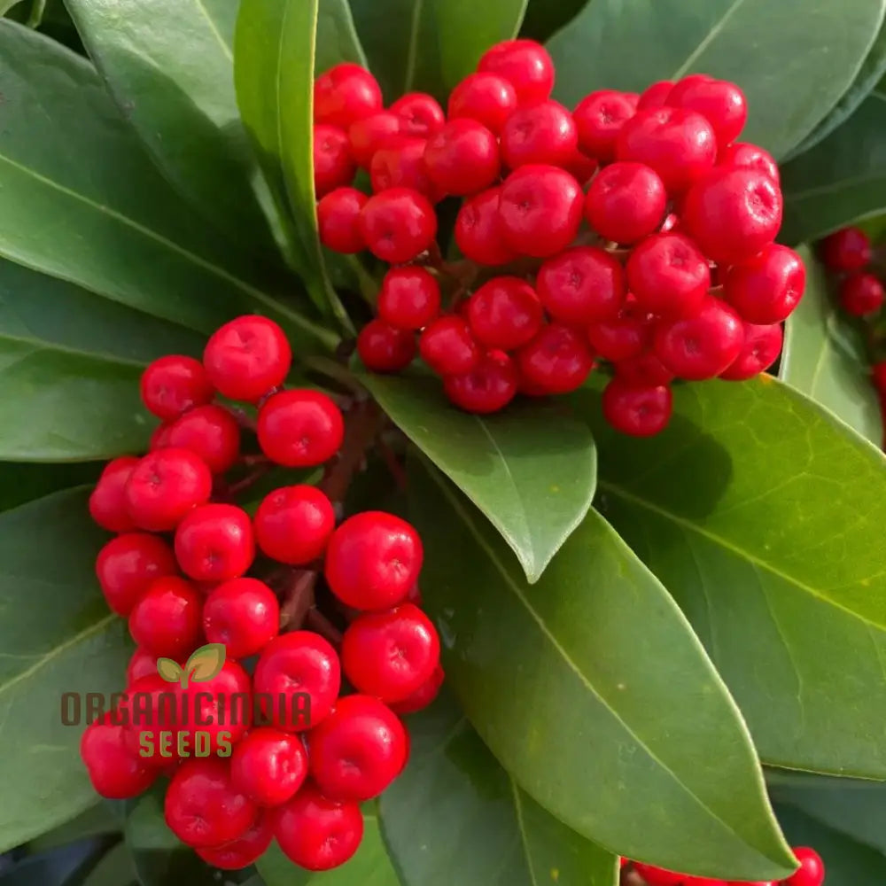 Japanese skimmia seeds for growing evergreen shrubs with berries