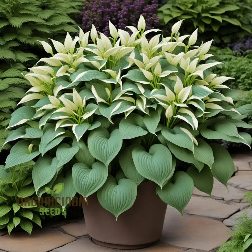 Jardin Perennials Hosta Lily Plant Seeds Variegated Foliage - Assorted Colors Herb