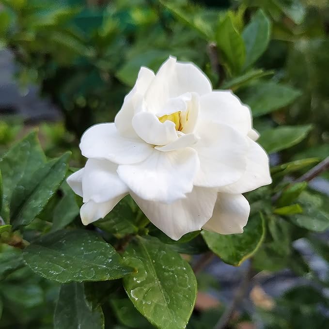 Jasmine seeds fragrant flowering plant