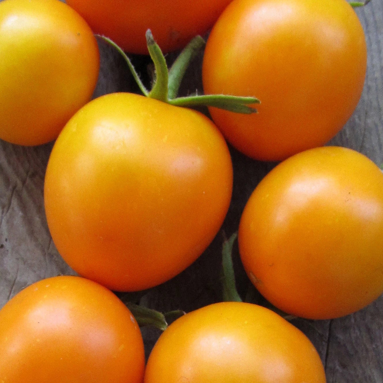 Jaune Flammée Tomato Plant from Heirloom Organic Seeds