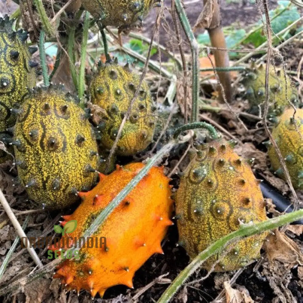 Mature Jelly Melon Cucumber Plant from Seeds, Exotic Vining Cucumbers