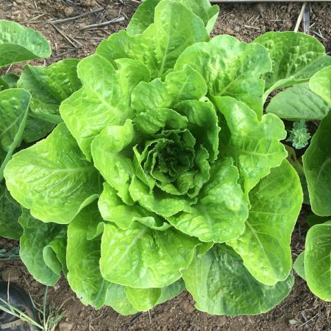 Jericho Lettuce Seedlings Growing from Seeds, Crisp Romaine Leaves