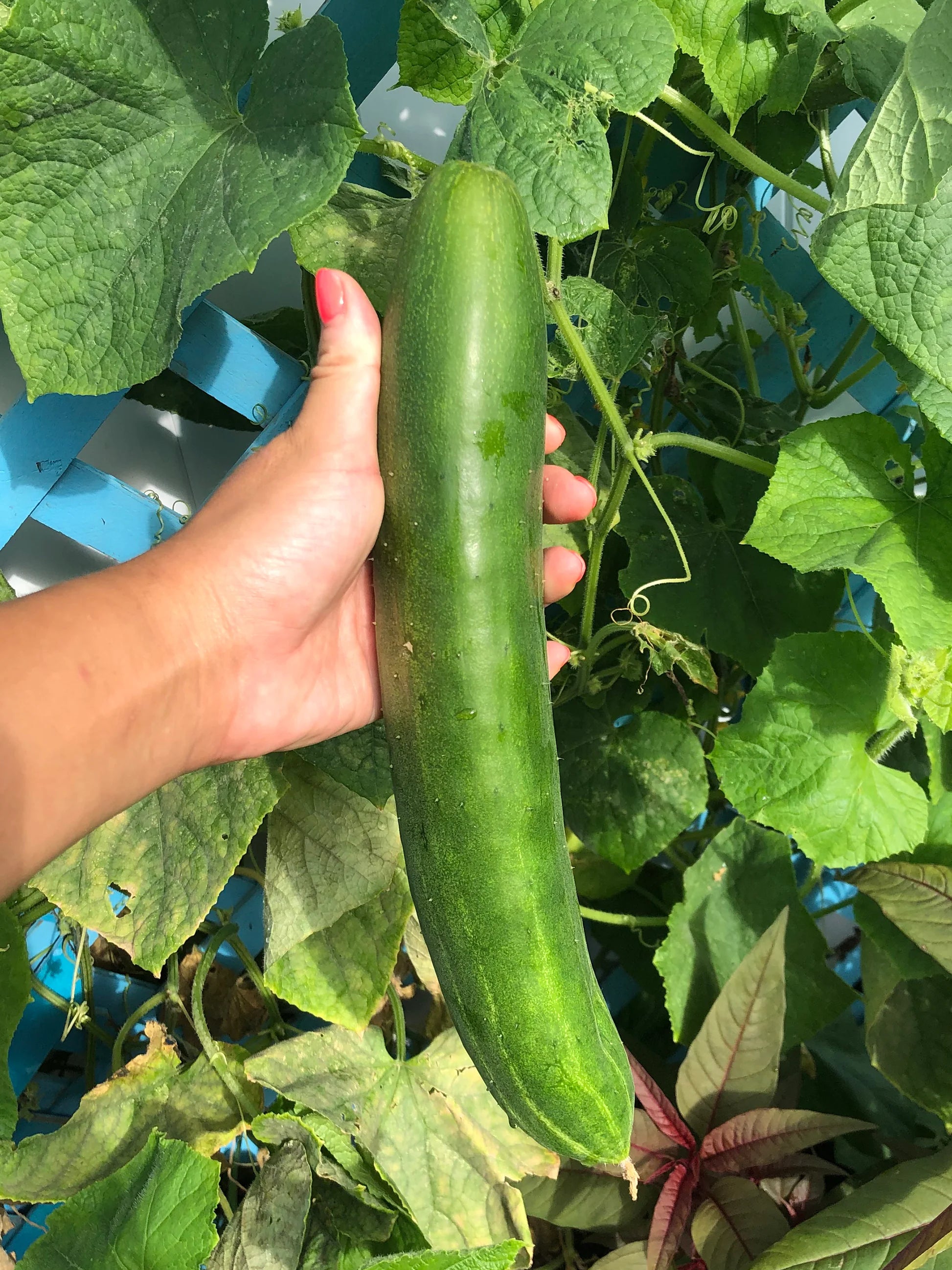 Mature Jibai Shimoshirazu Cucumber Plant with Long Crisp Fruits