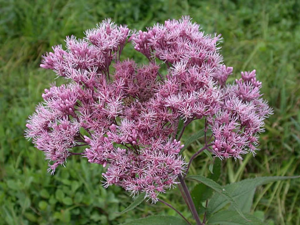 Joe Pye Weed plants in garden bed grown from seeds