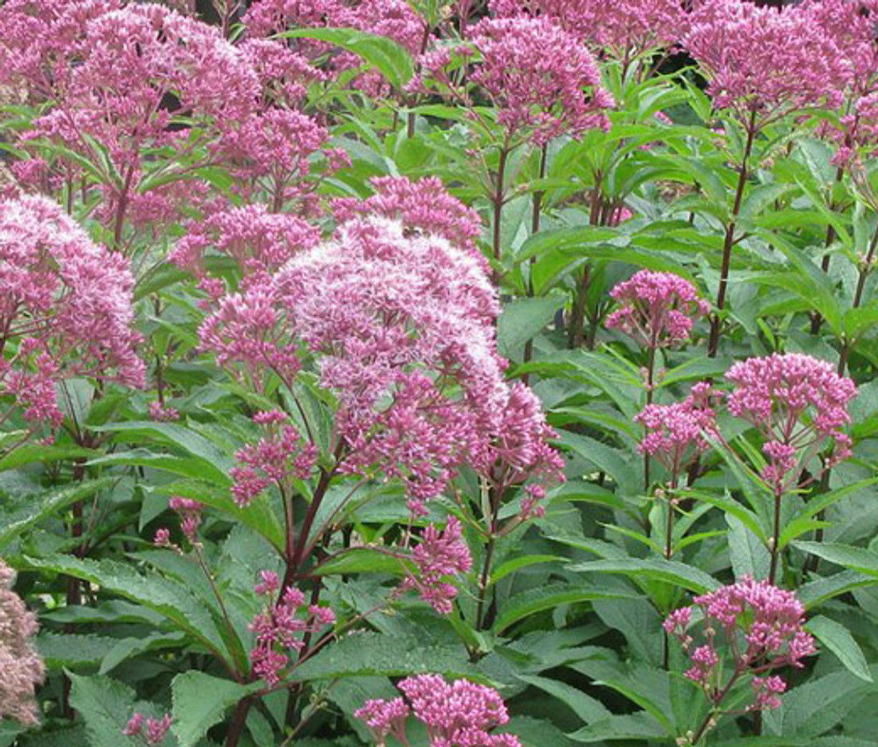 Mature Joe Pye Weed plant grown from seeds